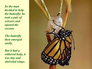 So the man decided to help the butterfly: he took a pair of scissors and opened the cocoon. The butterfly then emerged easily. But it had a withered body, it was tiny and shriveled wings. 