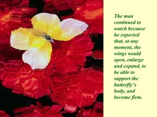 The man continued to watch because he expected that, at any moment, the wings would open, enlarge and expand, to be able to support the butterfly’s body, and become firm. 