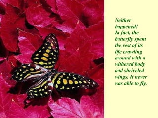 Neither happened! In fact, the butterfly spent the rest of its life crawling around with a withered body and shriveled wings. It never was able to fly.   