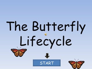 The Butterfly Lifecycle START 