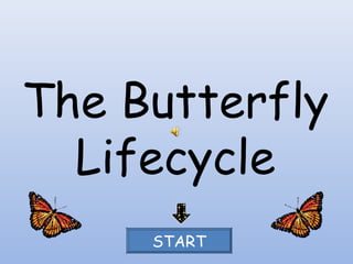 The Butterfly
  Lifecycle
     START
 