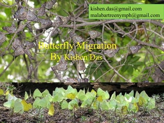 Butterfly Migration By  Kishen Das   kishen.das@gmail.com  [email_address] 