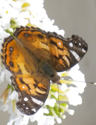 Butterfly On White Butterfly Bush