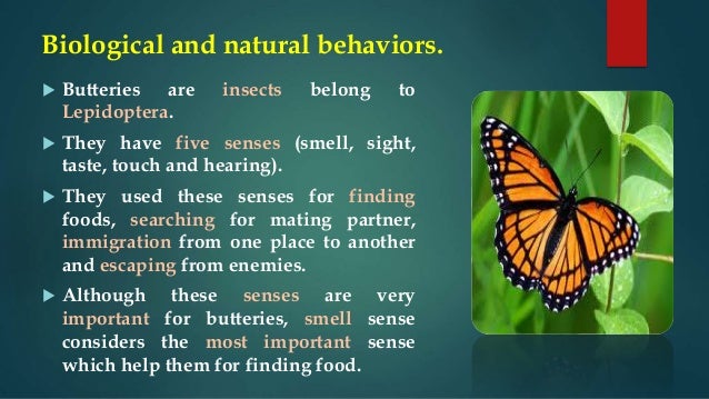Butterfly Optimization Algorithm