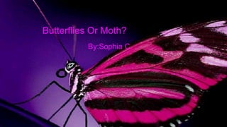 Butterflies Or Moth?
By:Sophia C.

 