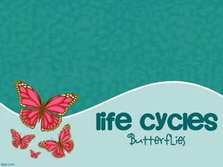 Life Cycles 
Butterflies  