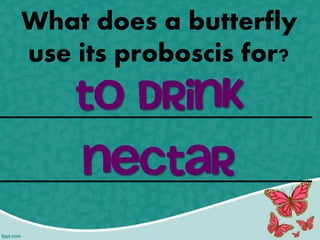 _____________________ _____________________ 
What does a butterfly use its proboscis for? 
to drink 
nectar  