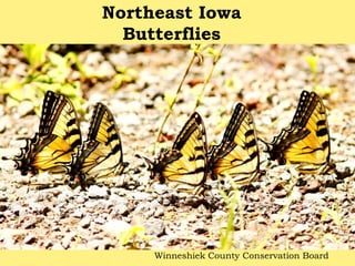 Northeast Iowa butterflies
Winneshiek County Conservation Board
Northeast Iowa
Butterflies
Winneshiek County Conservation Board
 