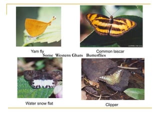 Common lascar
Clipper
Yam fly
Water snow flat
Some Western Ghats Butterflies
 
