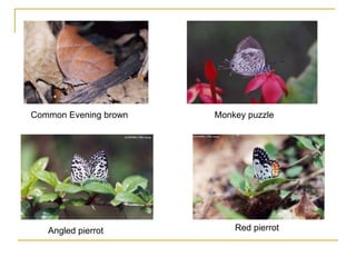 Common Evening brown Monkey puzzle
Red pierrot
Angled pierrot
 