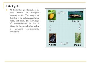 Life Cycle
 All butterflies go through a life
cycle known as complete
metamorphosis. The stages of
their life cycle include, egg, larva,
pupa, and adult. The advantage
of metamorphosis is that it
allows the larva and adult to live
in different environmental
conditions.
 