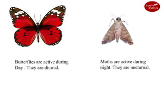 Butterflies are active during
Day . They are diurnal.
Moths are active during
night. They are nocturnal.
 
