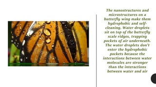 Butterfly wings inspire new research.pptx