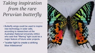 Butterfly wings inspire new research.pptx