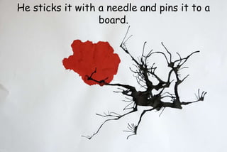 He sticks it with a needle and pins it to a
board.
 
