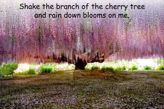 Shake the branch of the cherry tree
and rain down blooms on me.
 