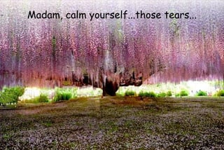 Madam, calm yourself...those tears...
 
