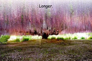 Longer.
 