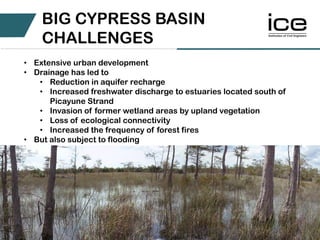 • Extensive urban development
• Drainage has led to
• Reduction in aquifer recharge
• Increased freshwater discharge to estuaries located south of
Picayune Strand
• Invasion of former wetland areas by upland vegetation
• Loss of ecological connectivity
• Increased the frequency of forest fires
• But also subject to flooding
BIG CYPRESS BASIN
CHALLENGES
 