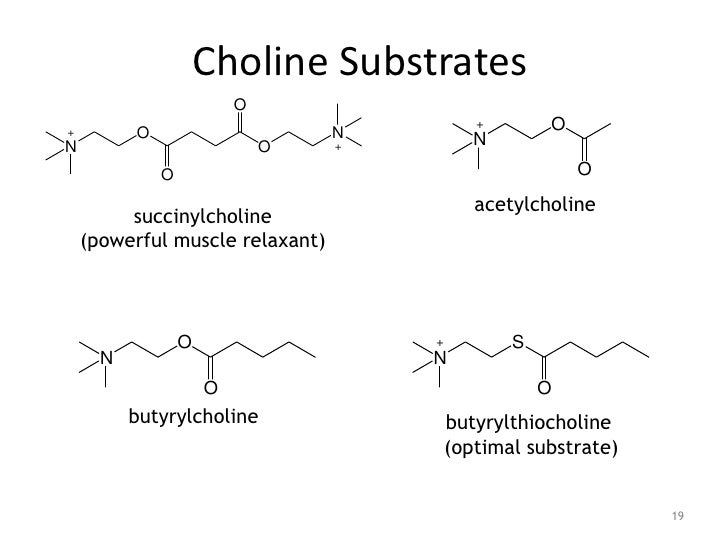 Butyrylcholinesterase Overview Substrates Inhibitors Structure Mecha…