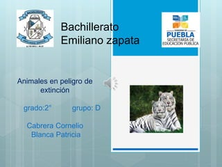 Animales en peligro de
extinción
grado:2° grupo: D
Cabrera Cornelio
Blanca Patricia
Bachillerato
Emiliano zapata
 
