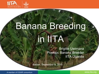 www.iita.orgA member of CGIAR consortium
Brigitte Uwimana
Postdoc Banana Breeder
IITA Uganda
Banana Breeding
in IITA
Ibadan, September 9, 2015
 