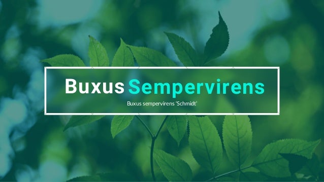 Buxus Sempervirens
Buxus sempervirens ‘Schmidt’


 