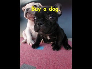 Buy a dog. 