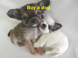 Buy a dog. 