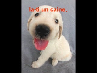 Ia-ti un caine . 
