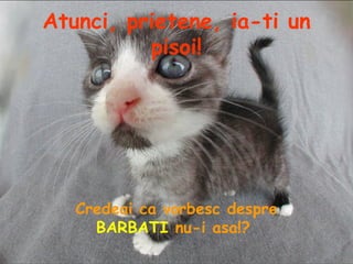 Atunci, prietene, ia-ti un pisoi! Credeai ca vorbesc despre BARBATI  nu-i asa!?  