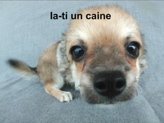 Ia-ti un caine  