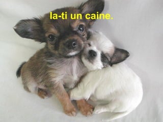 Ia-ti un caine. 