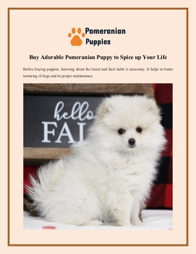 buying a pomeranian puppy
