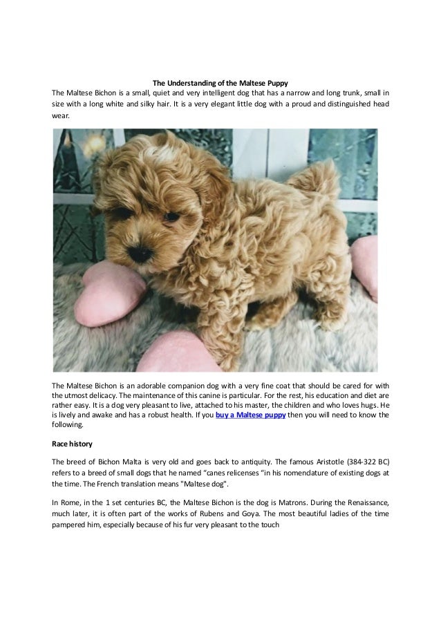 bichon maltese puppy