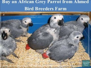 Buy an African Grey Parrot from Ahmed
Bird Breeders Farm
 
