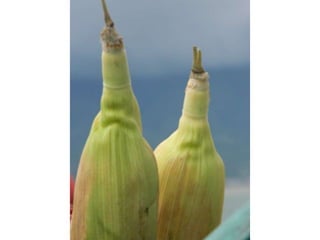 Buya sabe (sarung ibuku)