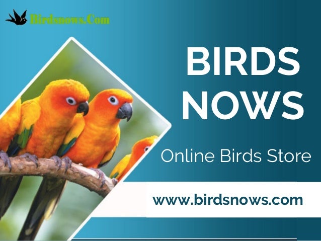 buy birds