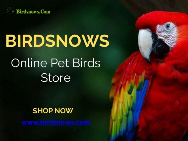 buy birds