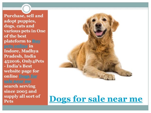 online dog purchase
