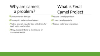 Camel Problem Buyer Behaviour camel products and camal farming | PPTX