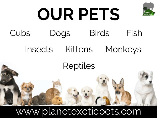 Buy Exotic Pets Online At Best Price