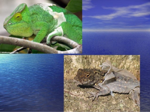 reptile buying sites