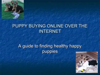 PUPPY BUYING ONLINE OVER THE
INTERNET
A guide to finding healthy happy
puppies

 