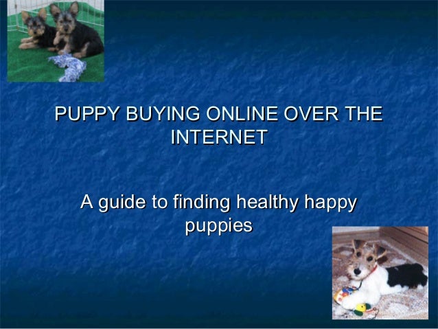 Puppy Buying Online Over The Internet