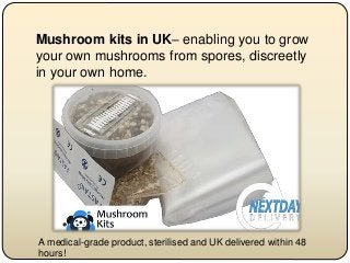 Mushroom kits in UK– enabling you to grow
your own mushrooms from spores, discreetly
in your own home.
A medical-grade product, sterilised and UK delivered within 48
hours!
 