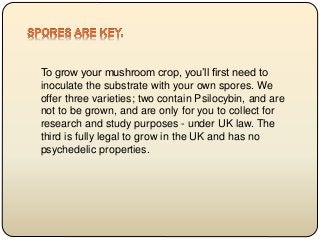 To grow your mushroom crop, you’ll first need to
inoculate the substrate with your own spores. We
offer three varieties; two contain Psilocybin, and are
not to be grown, and are only for you to collect for
research and study purposes - under UK law. The
third is fully legal to grow in the UK and has no
psychedelic properties.
 