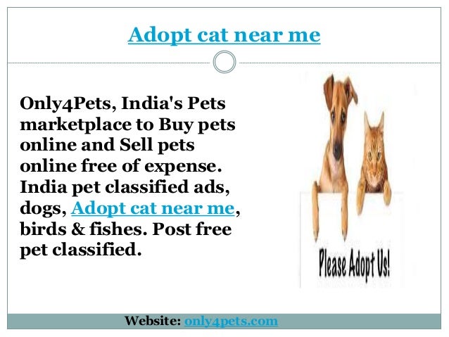 classified ads pets
