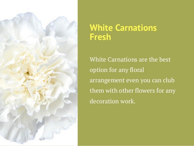 Buy Premium And Fresh Carnation From The Most Reliable Online Store