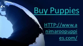 Buy Puppies
HTTP://www.a
nimaroopuppi
es.com/
 